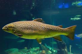 Picture of a brown trout swimming.
